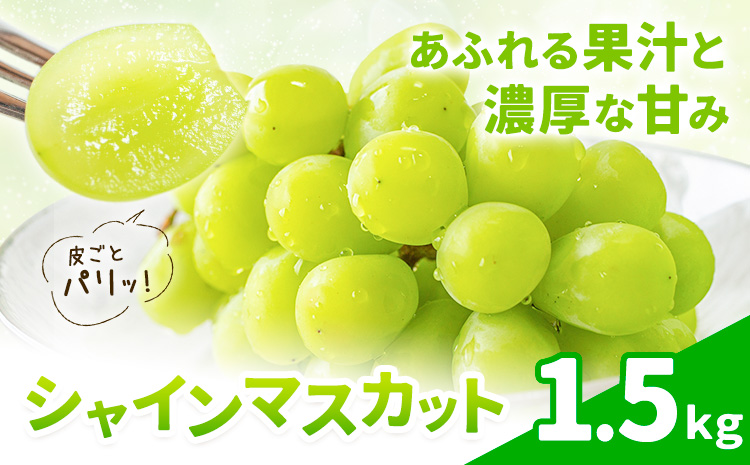 シャインマスカット 1.5kg 株式会社エフビーネット《8月中旬-9月上旬頃出荷》熊本県 菊池市 ぶどう ブドウ マスカット 果物 フルーツ デザート ギフト ご贈答 熊本県産
