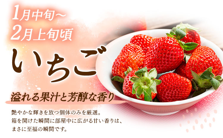 【5回定期便】旬のフルーツ定期便 いちご メロン 梨 シャインマスカット 柿 日本フルーツ株式会社《2027年1月中旬-11月中旬頃出荷》熊本県 菊池市 果物 くだもの フルーツ デザート