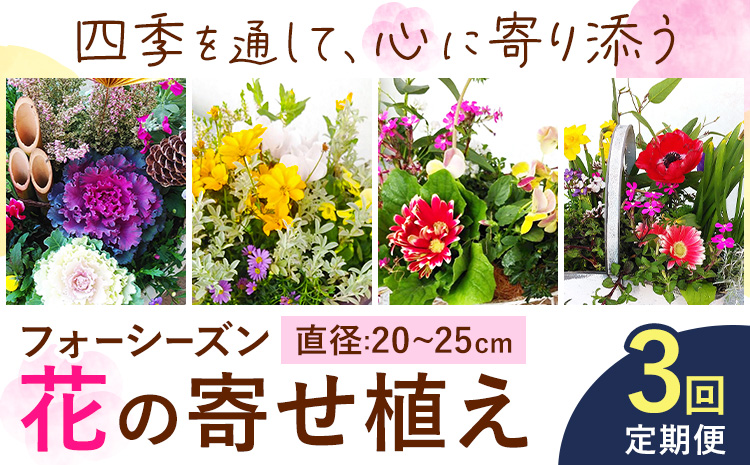 【3ヶ月定期便】フォーシーズン お花の寄せ植え 直径20〜25cm Fleurbranch 《申込みの翌月出荷》熊本県 菊池市 定期便 花 鉢花 鉢植え 観葉植物 植物 インテリア ガーデン 雑貨