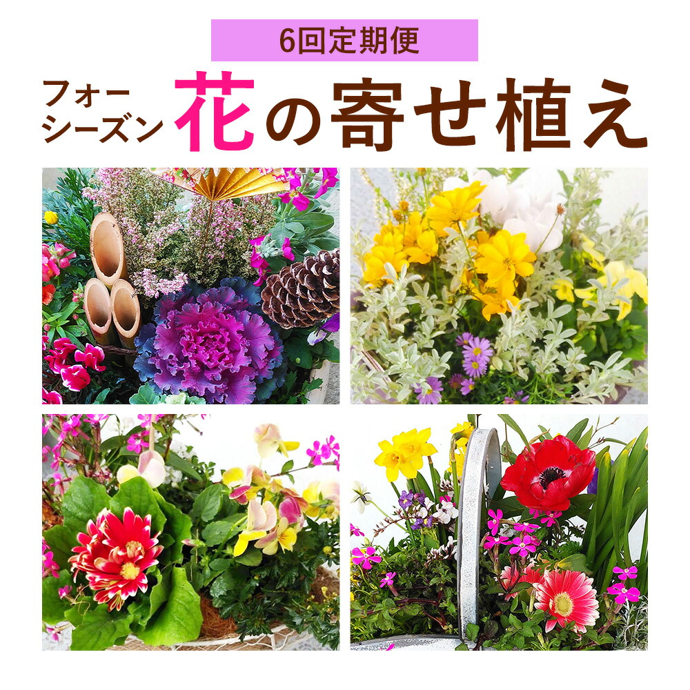 【6ヶ月定期便】フォーシーズン お花の寄せ植え 直径20〜25cm Fleurbranch 《申込みの翌月出荷》熊本県 菊池市 定期便 花 鉢花 鉢植え 観葉植物 植物 インテリア ガーデン 雑貨