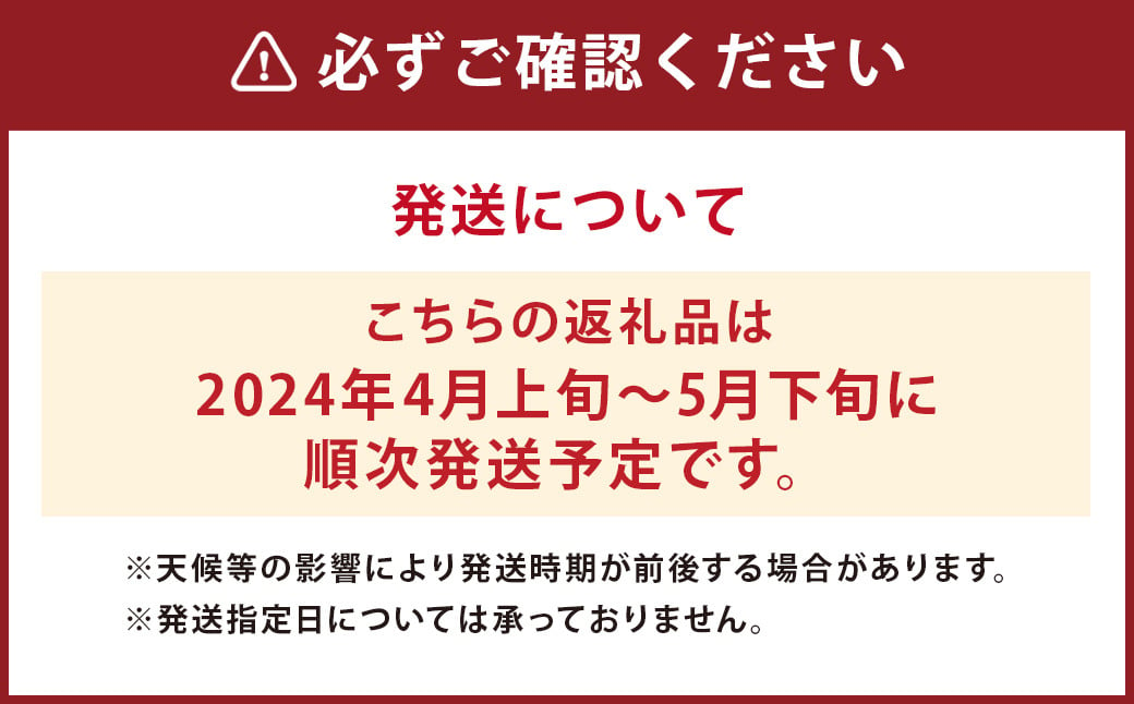 きくち水田ごぼう 約1kg【2024年4月上旬～5月下旬発送予定】