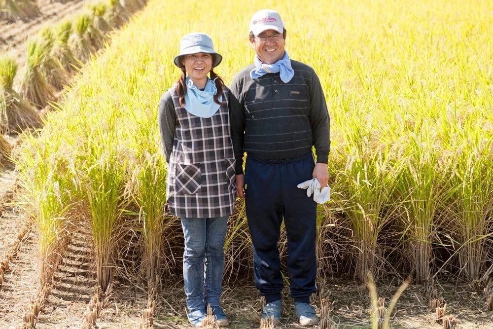 【令和6年産】 七城のお米 にこまる 5kg 米 白米 精米 こめ コメ お米 ごはん ご飯 菊池米食味コンクール金賞受賞