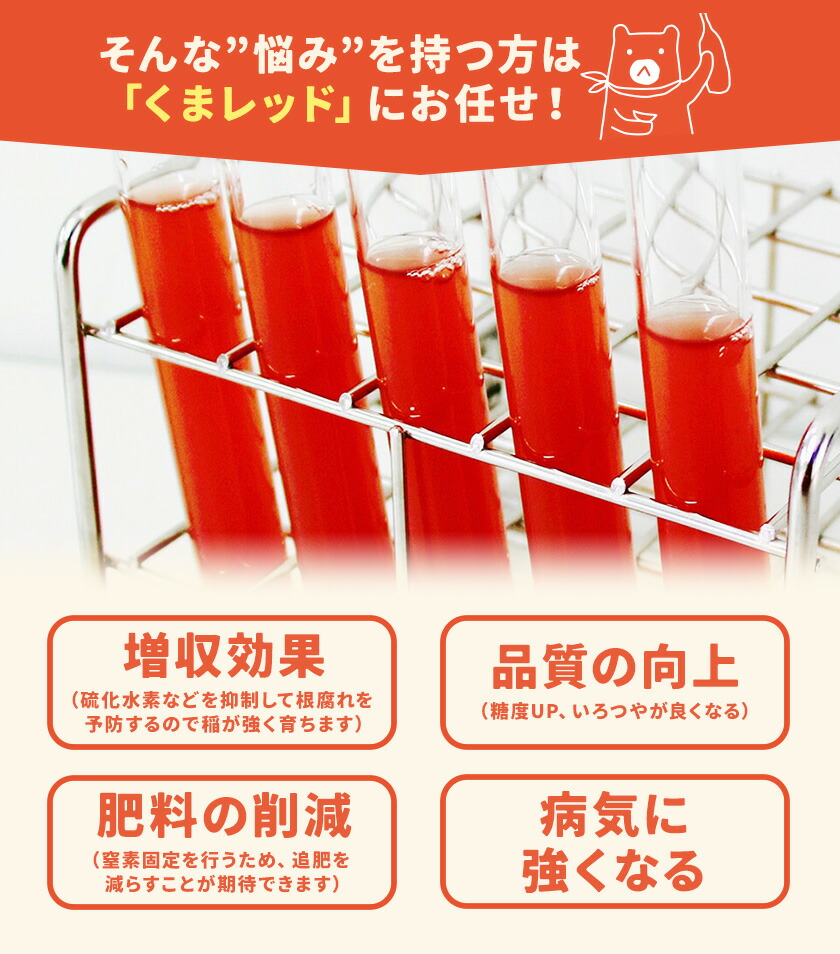 光合成細菌くまレッド 農業用 2L培養キット×6セット 株式会社Ciamo 《90日以内に出荷予定(土日祝除く)》熊本県 菊池市 ガーデニング 農業用 観葉植物 家庭菜園