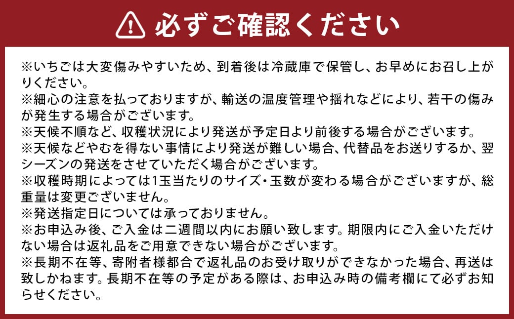 【2025年2月発送】PREMIUM イチゴ 12玉 合計約540g以上 フルーツ くだもの 果物 苺 いちご ひのしずく 熊本県 菊池市産