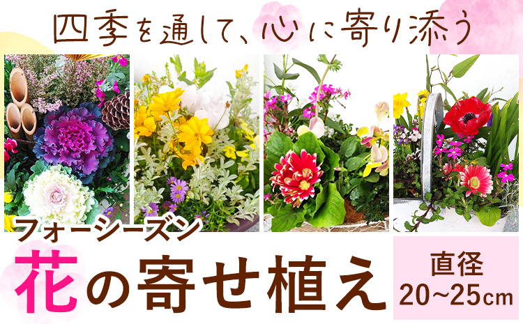 フォーシーズン お花の寄せ植え 直径20〜25cm Fleurbranch 《90日以内に出荷予定(土日祝除く)》熊本県 菊池市 花 鉢花 鉢植え 観葉植物 植物 インテリア ガーデン 雑貨