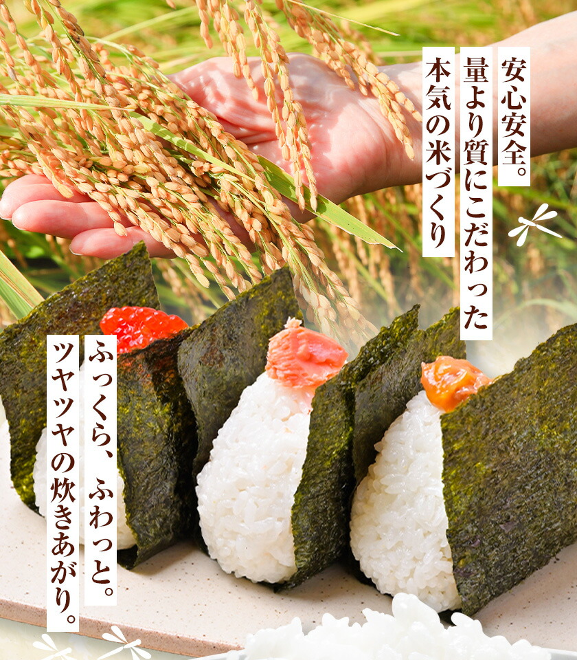 令和7年産 七城のこめ 精米 10kg(5kg×2袋) ヒノヒカリ ひのひかり 有限会社七城町特産品センター《30日以内に出荷予定(土日祝除く)》 熊本県 菊池市 定期便 お米 米 白米 九州産 熊本県産