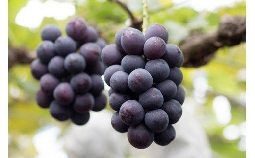 【2023年9月上旬発送】 ピオーネ ＆ シャインマスカット セットC 1.3kg以上 葡萄 ぶどう フルーツ 果物