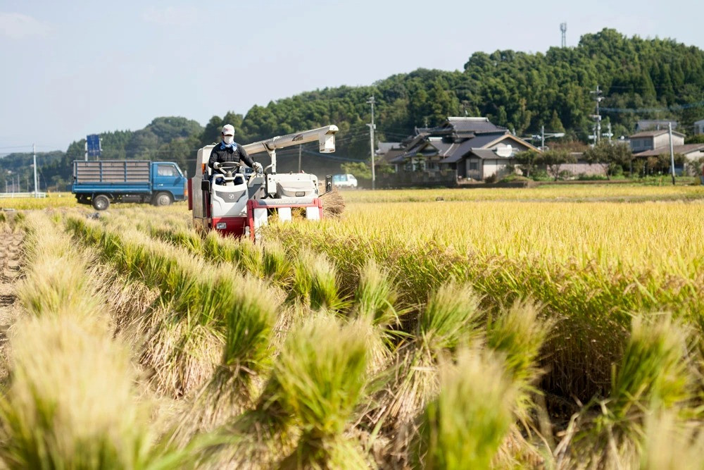 熊本県産 七城のお米 にこまる 5kg 米 白米 精米 菊池米食味コンクール金賞受賞