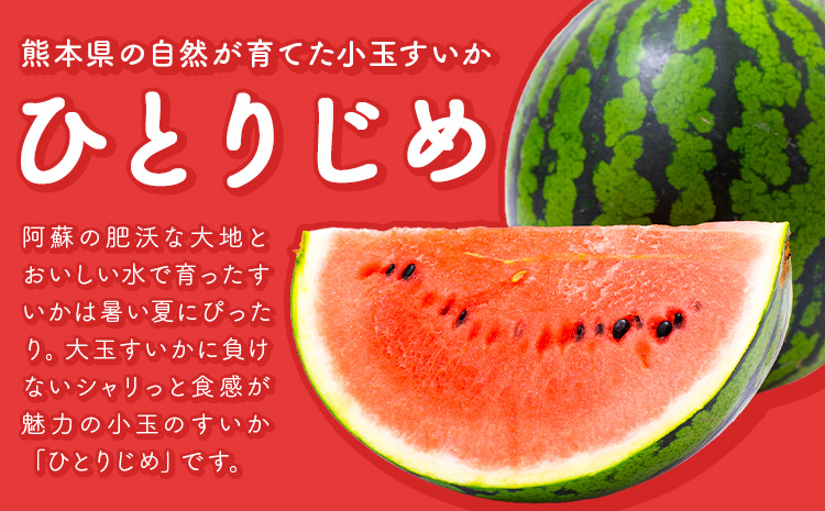 ãå
è¡äºçŽãã¹ã€ã« å°çããã ç§å 2ç çŽ 2kg ïœ 3kg L ïœ 3L æ··å æ ªåŒäŒç€ŸFoodyâs é£åœ©ããã¿ ã2026幎5æäžæ¬-7æäžæ¬é åºè·ã çæ¬ç èæ± åž ãã«ãŒã æç© ã¹ã€ã« ããã å°ç ä¹å·ç£ å·èµ éæç¡æ