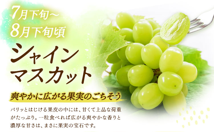 【5回定期便】旬のフルーツ定期便 いちご メロン 梨 シャインマスカット 柿 日本フルーツ株式会社《2027年1月中旬-11月中旬頃出荷》熊本県 菊池市 果物 くだもの フルーツ デザート