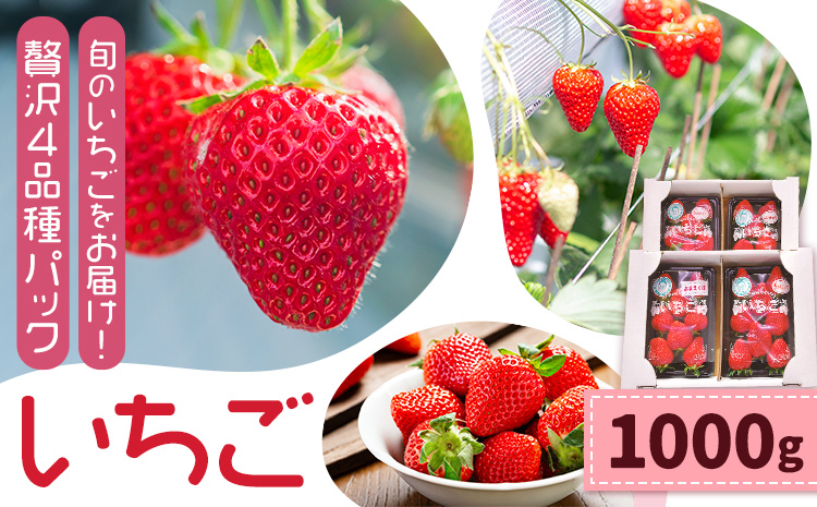 いちご 七楽の郷 4パック 1000g 旬の品種《3月上旬-5月中旬頃出荷》ゆうべに 紅ほっぺ あまえくぼ エンジェルエイト さがほのか スターナイト ひのしずく ほしうらら 章姫 白蜜香 恋みのり 熊本県 菊池市 熊本県産
