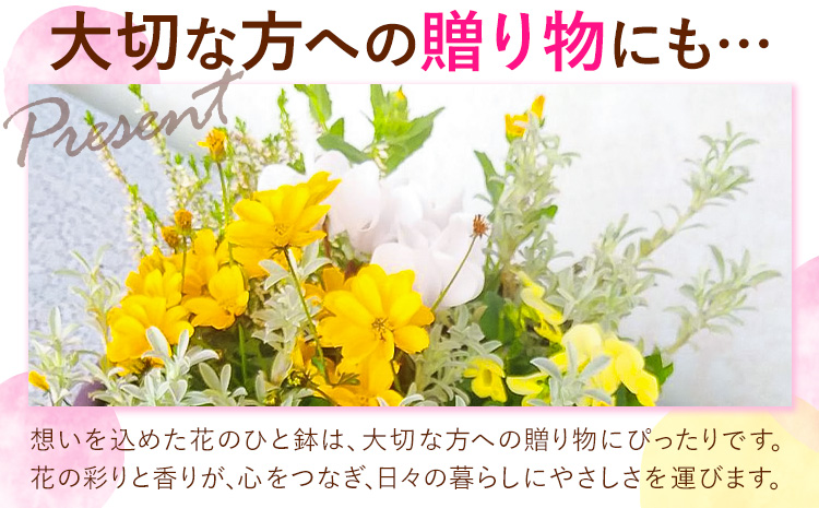 フォーシーズン お花の寄せ植え 直径20〜25cm Fleurbranch 《90日以内に出荷予定(土日祝除く)》熊本県 菊池市 花 鉢花 鉢植え 観葉植物 植物 インテリア ガーデン 雑貨
