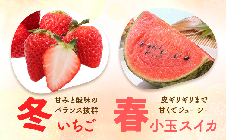【4回定期便】旬のフルーツ便【養生市場】 定期便 ぶどう詰め合わせ約1.5kg メロン約2kg×2玉 いちご   スイカ《季節ごとに出荷予定》 果物 フルーツ 九州産 熊本県産 送料無料