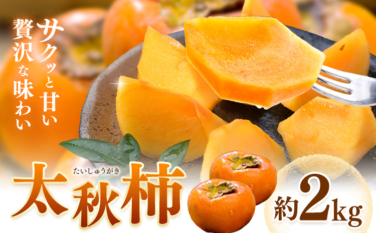 【先行予約】柿 太秋柿 たいしゅうがき 約2kg 日本フルーツ株式会社《2026年9月上旬-10月下旬頃出荷》熊本県 菊池市 柿 かき 熊本県産 秋の味覚 果物 くだもの フルーツ デザート