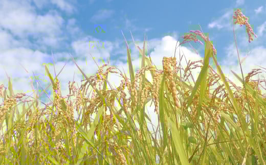 【玄米】【令和7年産】有機JAS 七城産 ひのひかり 4kg(2kg×2袋)《30日以内に出荷予定(土日祝除く)》