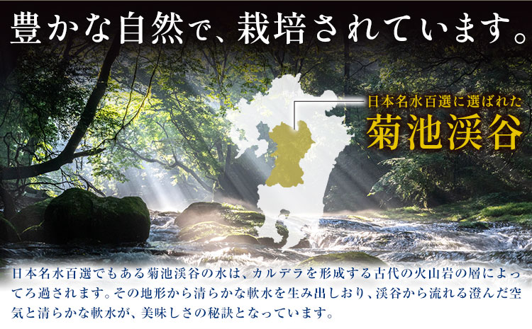熊本県菊池産 玄米 10kg お米 ヴァリアス株式会社《30日以内に出荷予定(土日祝除く)》 菊池市産 熊本県産 九州産 送料無料