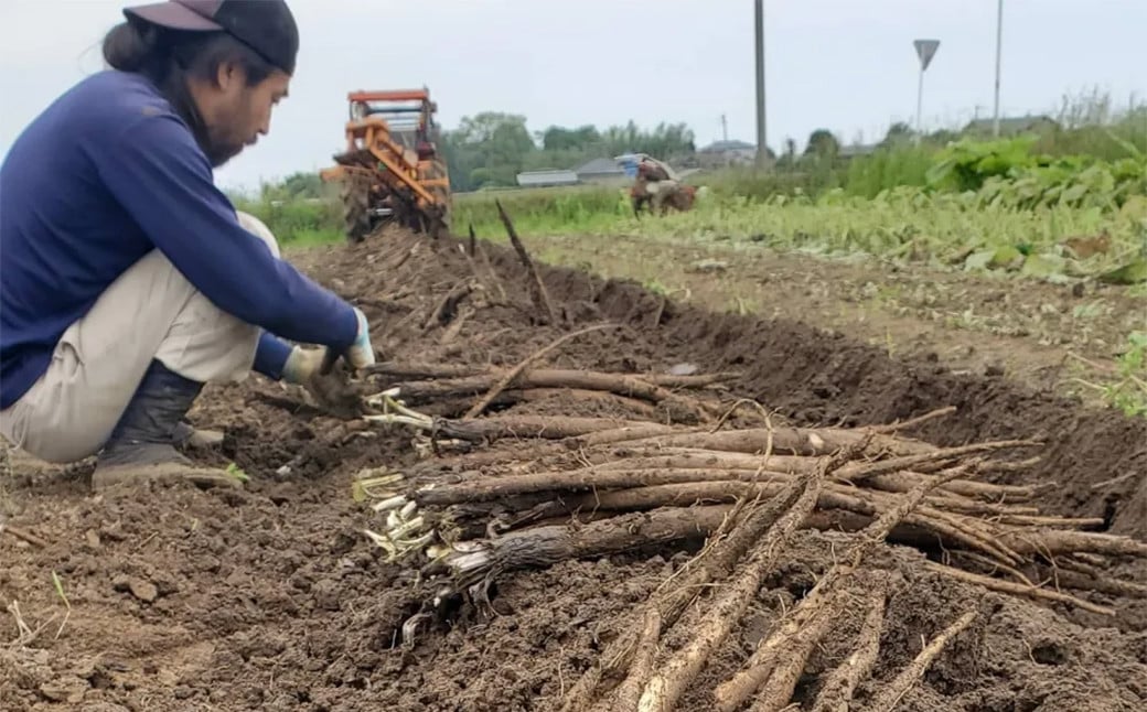 菊池水田ごぼう 約2kg ごぼう 菊池市産