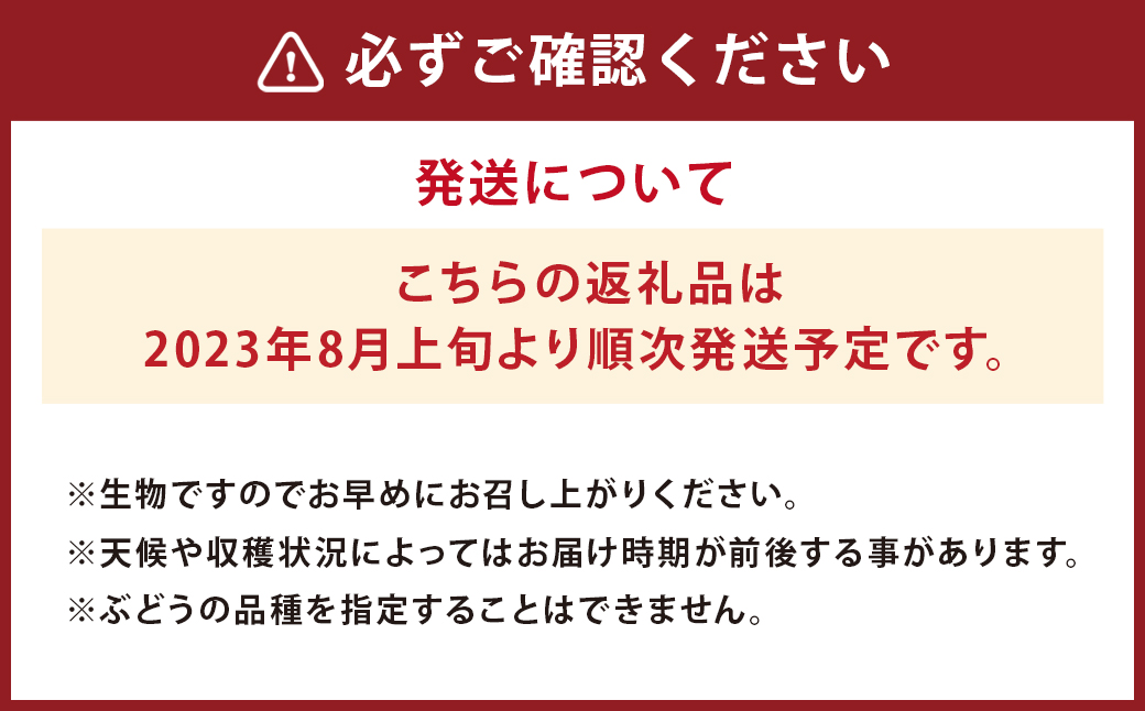 【2023年8月上旬より発送】厳選 熊本産の ぶどう セット 1kg 【メロンドーム】 葡萄 ブドウ