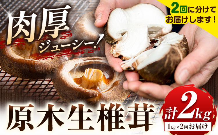 椎茸 しいたけ 【定期便2回】肉厚 原木生椎茸 計2kg 合同会社 原田山業 《3月上旬-11月末頃出荷》熊本県 菊池市 椎茸 しいたけ きのこ 肉厚 原木生椎茸 ジューシー 鍋 天ぷら 秋 と 春 の 定期便