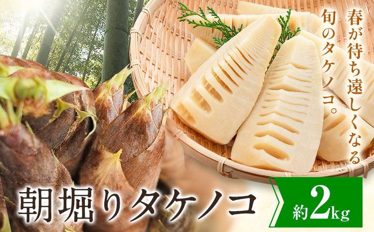 朝掘りタケノコ 2kg 合同会社 原田山業《4月上旬-4月末頃出荷》 熊本県 菊池市 たけのこ タケノコ 朝掘り 一番掘り 春の味覚 旬 国産