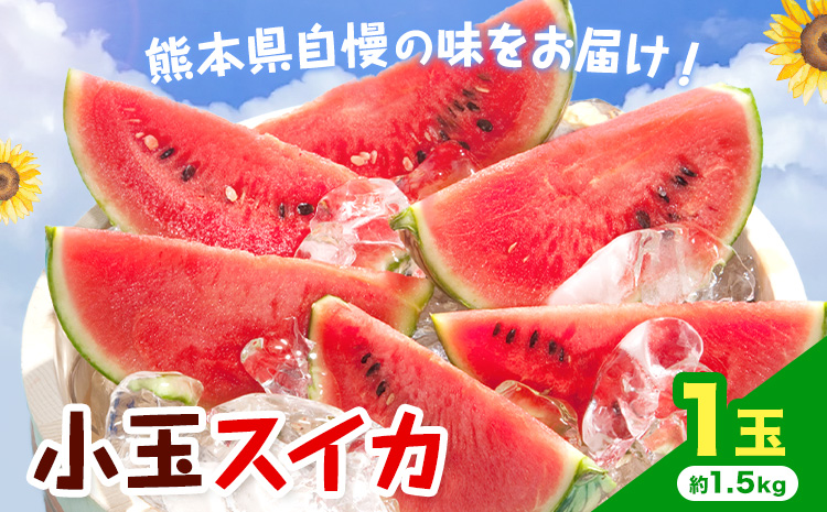 【先行予約】小玉スイカ 1玉 約1.5kg 日本フルーツ株式会社 《4月下旬-7月下旬頃出荷》 こだますいか 西瓜 すいか フルーツ 果物 くだもの 旬 熊本県 菊池市 熊本県産 くまもと