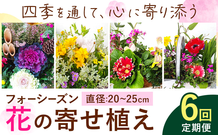 【6ヶ月定期便】フォーシーズン お花の寄せ植え 直径20〜25cm Fleurbranch 《申込みの翌月出荷》熊本県 菊池市 定期便 花 鉢花 鉢植え 観葉植物 植物 インテリア ガーデン 雑貨
