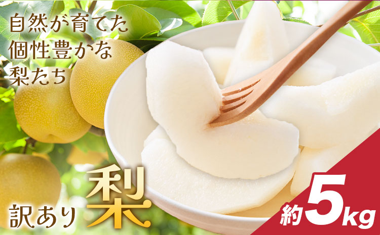 縲仙郁。御コ育エ縲第「ィ 險ウ縺ゅj譴ィ 邏5kg 譬ェ蠑丈シ夂、セFoody窶冱縲2026蟷エ8譛井ク区流-10譛井ク区流鬆蜃コ闕キ縲九↑縺 蜥梧「ィ 繝輔Ν繝シ繝 譫懃黄 縺泌ョカ蠎ュ逕ィ 荳肴純縺 繧ュ繧コ縺ゅj 闖頑ア蟶ら肇 辭頑悽逵檎肇 荵晏キ樒肇