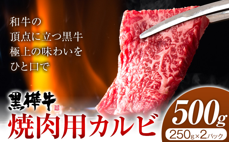 くまもと黒毛和牛 黒樺牛 A4〜A5等級 焼肉用カルビ 500g 株式会社杉本本店 《90日以内に出荷(土日祝除く)》熊本県 菊池市 牛肉 牛 霜降り 赤身 お肉 焼き肉 BBQ 黒毛和牛 国産 九州産 熊本県産 冷凍 送料無料