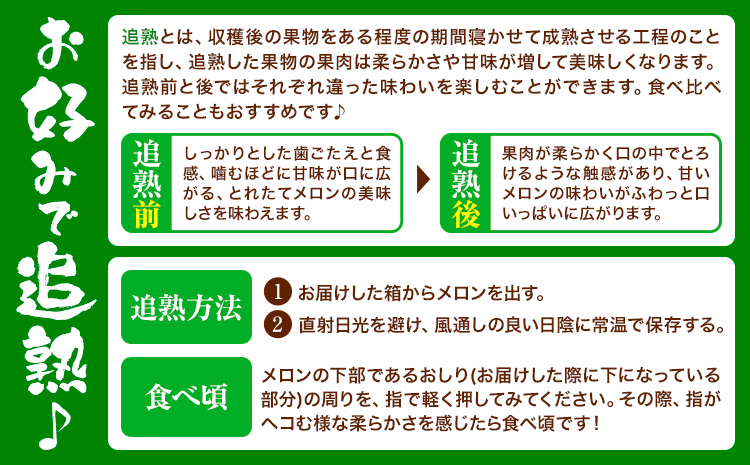 つるたファームの朝採り肥後グリーンメロン 2玉セット《5月上旬-5月下旬頃出荷》 フルーツ くだもの 果物 メロン グリーンメロン 肥後グリーンメロン 
