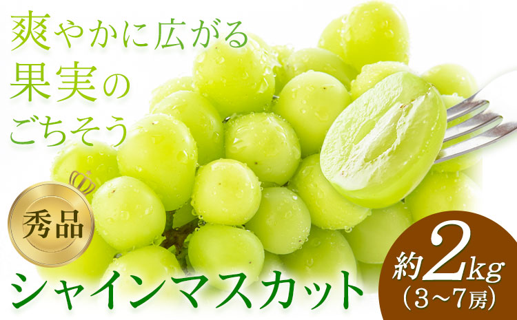 【先行予約】シャインマスカット 秀品 約2kg(3-7房) 日本フルーツ《2026年6月中旬-8月末頃出荷》熊本県 菊池市 ぶどう ブドウ 果物 フルーツ スイーツ デザート ギフト ご贈答