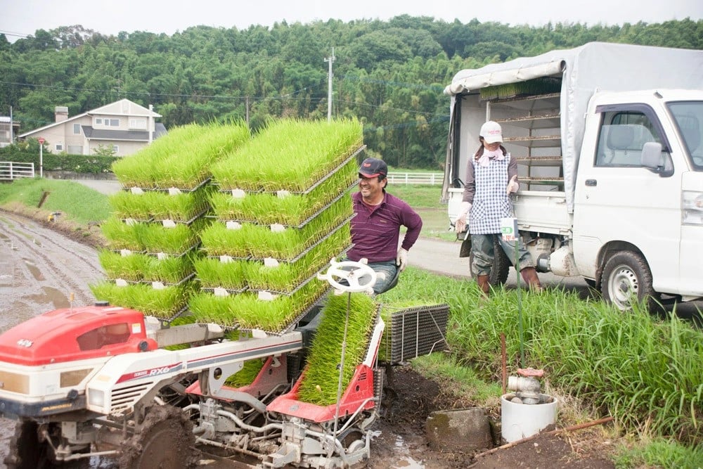 【令和6年産】 七城のお米 ぴかまる 5kg 米 白米 精米 こめ コメ お米 ごはん ご飯 熊本県産