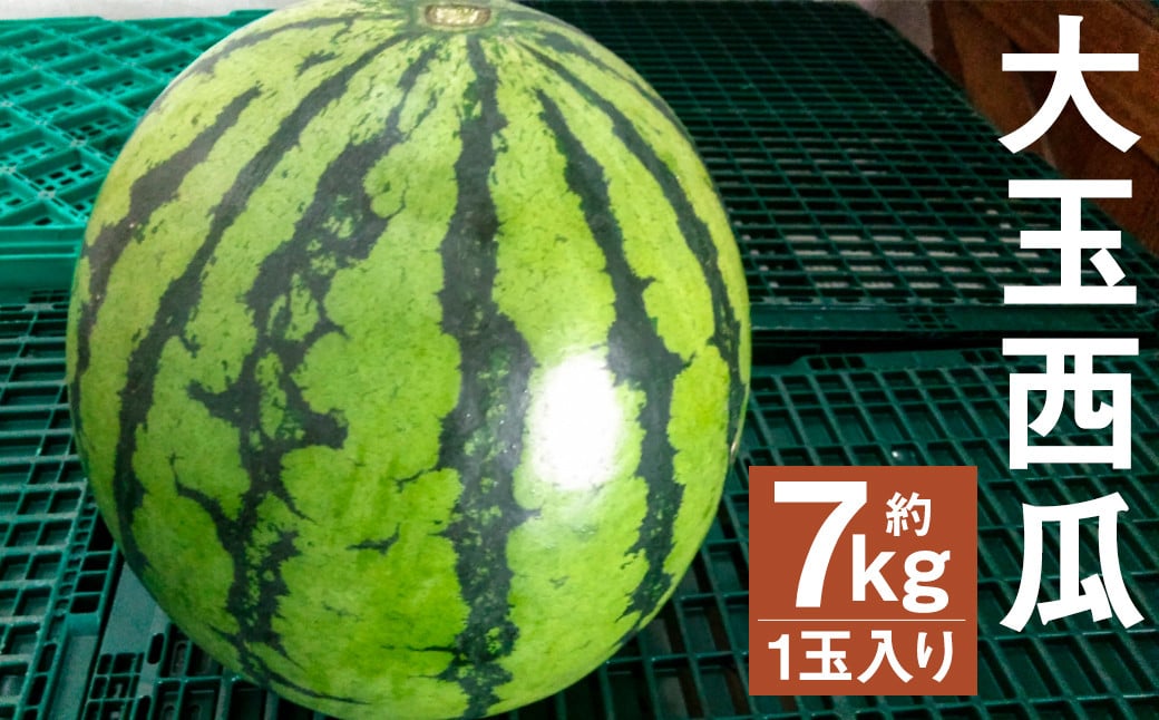 大玉西瓜 1玉入り(7kg以上) 【2024年4月下旬より順次発送予定】 果物 すいか スイカ