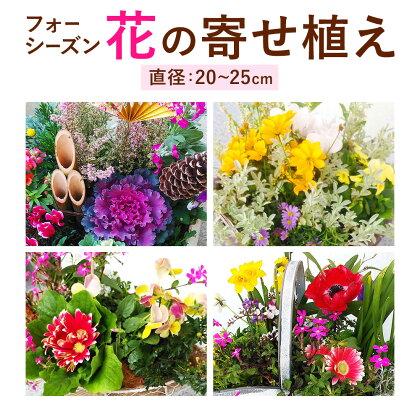 フォーシーズン お花の寄せ植え 直径20〜25cm Fleurbranch 《90日以内に出荷予定(土日祝除く)》熊本県 菊池市 花 鉢花 鉢植え 観葉植物 植物 インテリア ガーデン 雑貨