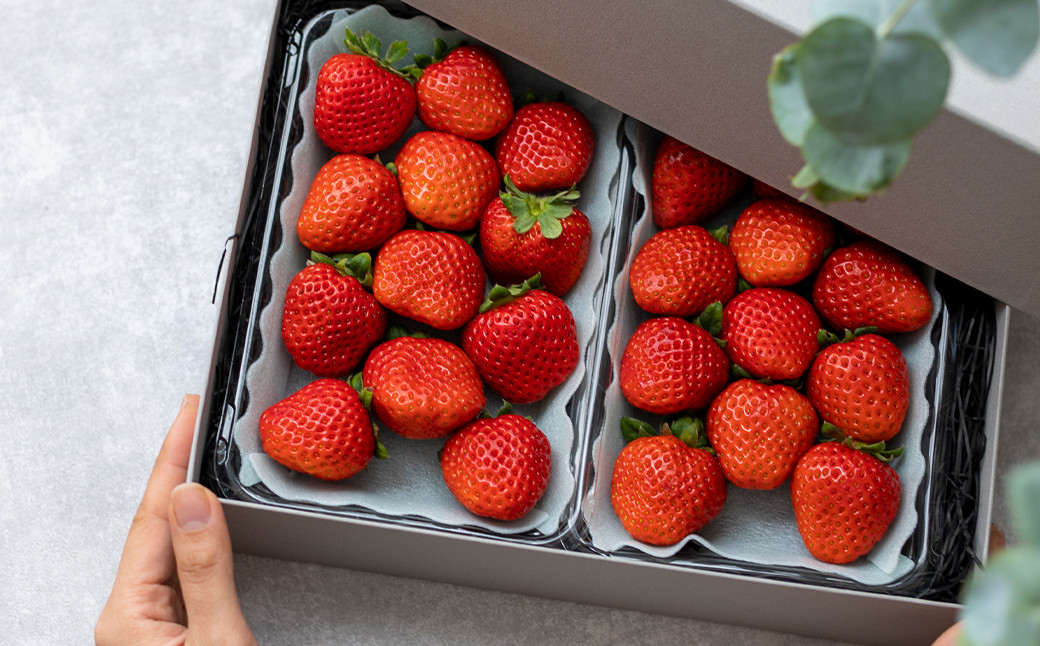 【2024年1月発送分】ツツミイチゴ(ひのしずく) 約260g×2パック 苺 果物