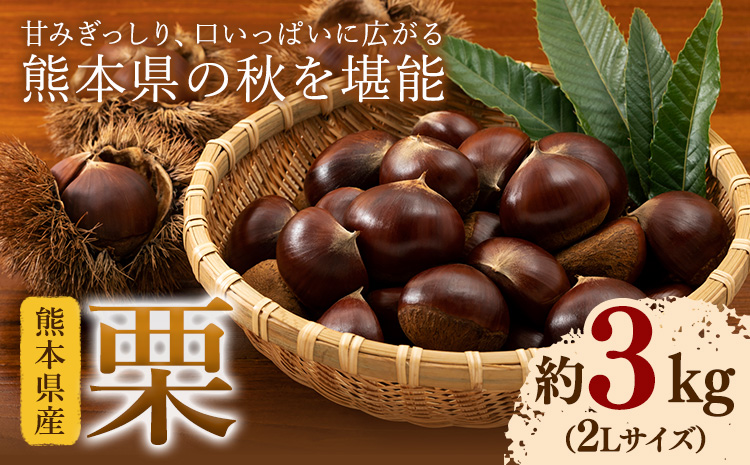 【先行予約】栗 約3kg 2Lサイズ 日本フルーツ株式会社《9月上旬-10月上旬頃出荷》熊本県 菊池市 栗 くり 熊本県産 2L 栗きんとん 栗ごはん