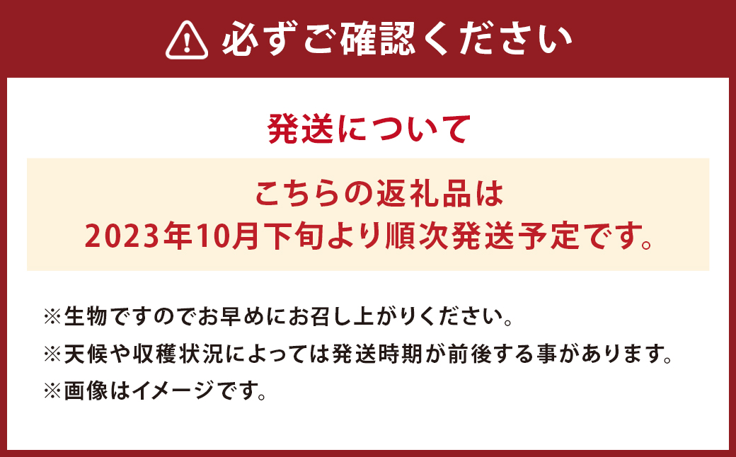 【2023年10月下旬発送開始】特選 アールスメロン 3玉 合計約6kg メロン フルーツ 果物 くだもの 【養生市場】