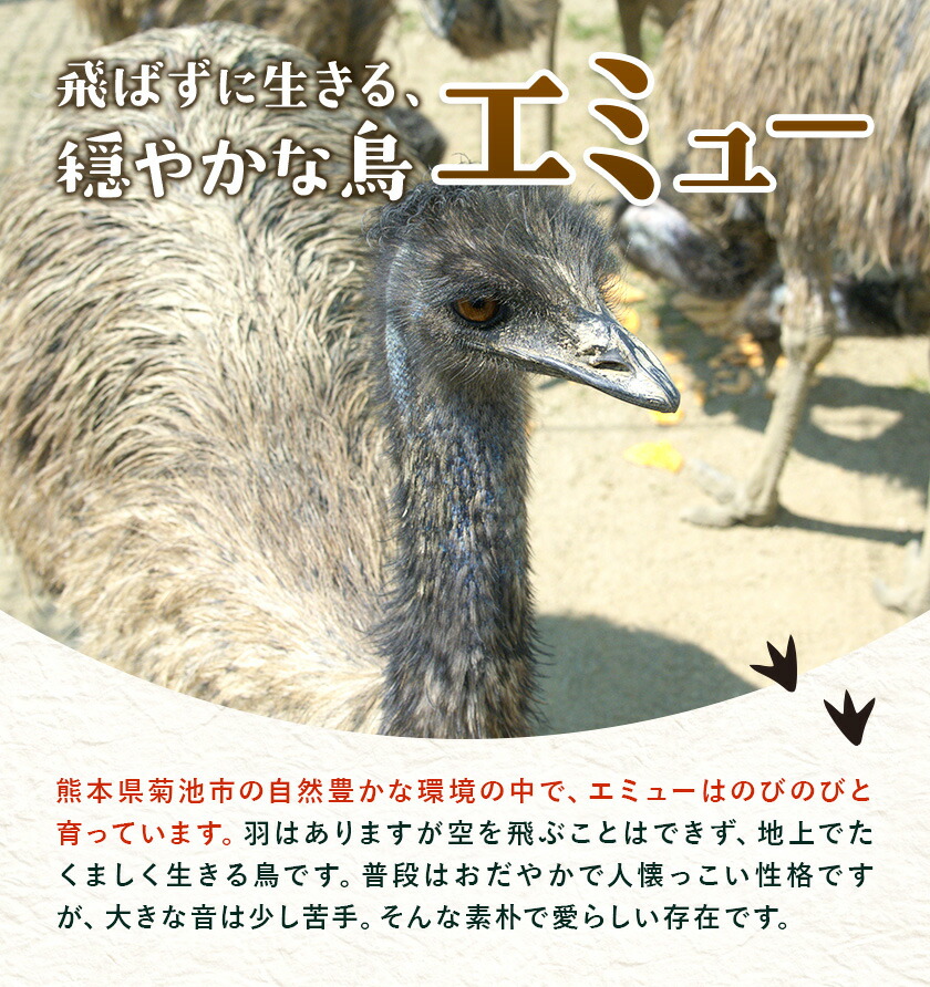 エミューの羽 お守り 全長約18cmエミューの卵の殻入り 熊本県菊池エミュー観光牧場株式会社 《30日以内に出荷予定(土日祝除く)》 熊本県 菊池市 エミュー 縁結び 幸運の羽 羽根 御守り 羽