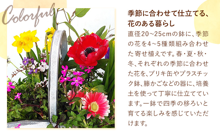フォーシーズン お花の寄せ植え 直径20〜25cm Fleurbranch 《90日以内に出荷予定(土日祝除く)》熊本県 菊池市 花 鉢花 鉢植え 観葉植物 植物 インテリア ガーデン 雑貨