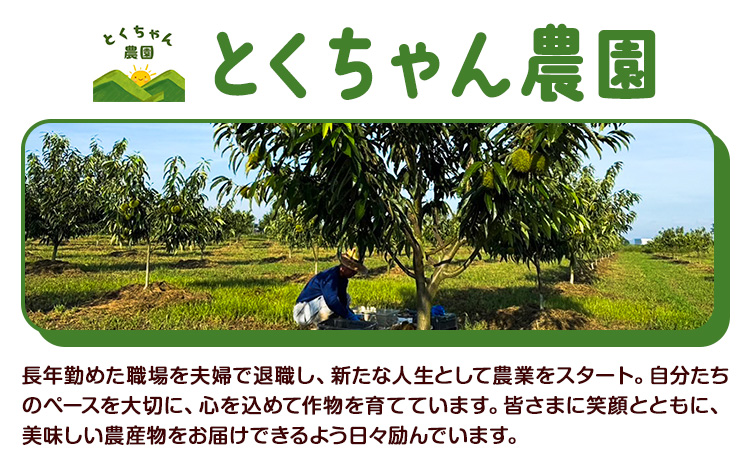 栗 むき栗 200g とくちゃん農園《30日以内に出荷予定(土日祝除く)》熊本県 菊池市 栗 くり 熊本県産 秋の味覚 果物 くだもの フルーツ デザート ご飯
