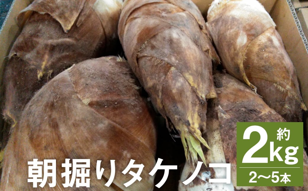 朝掘り タケノコ 約2kg（2～5本）【2025年4月上旬より順次発送】 野菜 やさい たけのこ 筍 タケノコ 熊本県産 国産