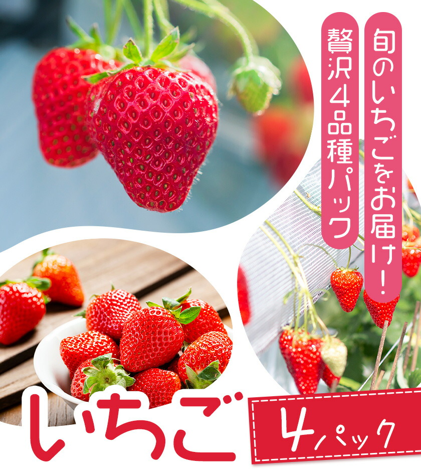いちご 七楽の郷 4パック 800g 旬の品種《3月上旬-5月中旬頃出荷》ゆうべに 紅ほっぺ あまえくぼ エンジェルエイト さがほのか スターナイト ひのしずく ほしうらら 章姫 白蜜香 恋みのり 熊本県 菊池市 熊本県産