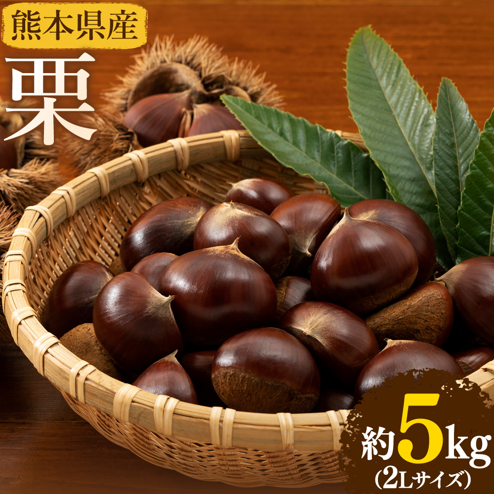 【先行予約】栗 約5kg 2Lサイズ 日本フルーツ株式会社《9月中旬-10月上旬頃出荷》熊本県 菊池市 栗 くり 熊本県産 2L 栗きんとん 栗ごはん