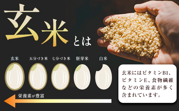 熊本県菊池産 玄米 10kg お米 ヴァリアス株式会社《30日以内に出荷予定(土日祝除く)》 菊池市産 熊本県産 九州産 送料無料