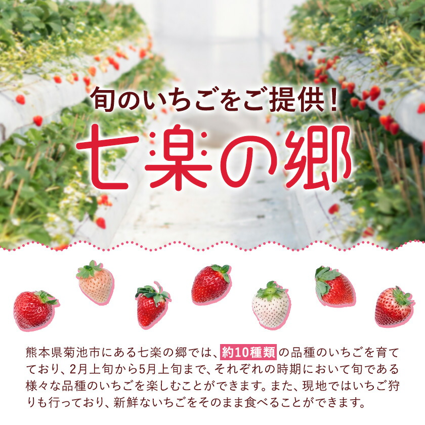 いちご 七楽の郷 4パック 800g 旬の品種《3月上旬-5月中旬頃出荷》ゆうべに 紅ほっぺ あまえくぼ エンジェルエイト さがほのか スターナイト ひのしずく ほしうらら 章姫 白蜜香 恋みのり 熊本県 菊池市 熊本県産