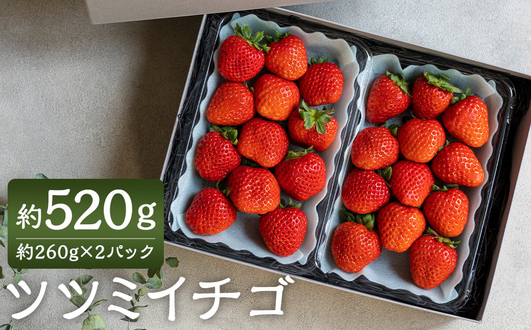 【2024年3月発送分】ツツミイチゴ(ひのしずく) 約260g×2パック 苺 果物