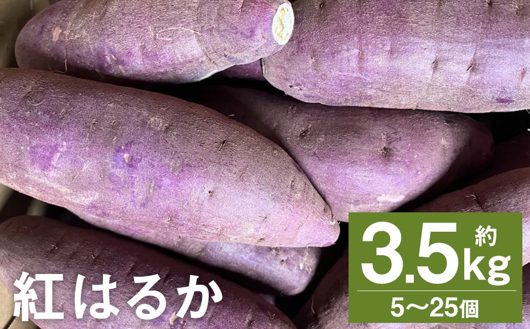 紅はるか 約3.5kg （5～25個） さつまいも サツマイモ 芋 いも 野菜 やさい 国産 【2024年11月下旬～2025年4月上旬発送予定】