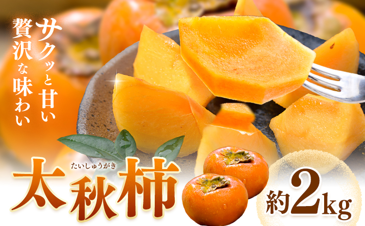 【先行予約】柿 太秋柿 たいしゅうがき 約2kg 日本フルーツ株式会社《2026年9月上旬-10月下旬頃出荷》熊本県 菊池市 柿 かき 熊本県産 秋の味覚 果物 くだもの フルーツ デザート
