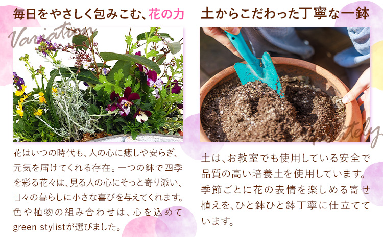 フォーシーズン お花の寄せ植え 直径20〜25cm Fleurbranch 《90日以内に出荷予定(土日祝除く)》熊本県 菊池市 花 鉢花 鉢植え 観葉植物 植物 インテリア ガーデン 雑貨