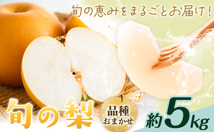 【先行予約】旬の梨 品種おまかせ 約5kg 日本フルーツ株式会社《2026年8月上旬-10月上旬頃出荷》熊本県 菊池市 梨 なし 豊水 秋月 新高 和梨 熊本県産