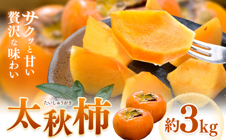 【先行予約】柿 太秋柿 たいしゅうがき 約3kg 日本フルーツ株式会社《2026年9月上旬-10月下旬頃出荷》熊本県 菊池市 柿 かき 熊本県産 秋の味覚 果物 くだもの フルーツ デザート